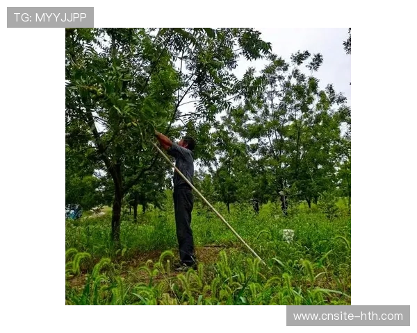 商务部启动碧根果调查，国内市场或受益，碧根果公司